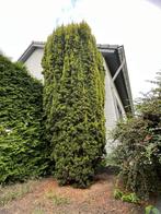 Zuilvormige Taxus Baccata, ~4Meter Hoog., Ophalen, Taxus, Struik, 250 cm of meer