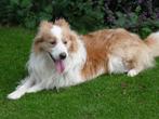 Dit is onze prachtige Border Collie dekreu, Reu, Eén hond, 3 tot 5 jaar, Nederland