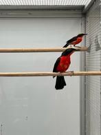 Te koop goudkapfiskaal vast geringd met dna, Meerdere dieren, Tropenvogel, Geringd