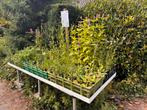 Verkooptafel met plantjes, Tuin en Terras, Planten | Tuinplanten, Ophalen, Volle zon, Groenteplanten, Eenjarig