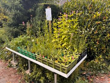Verkooptafel met plantjes beschikbaar voor biedingen