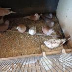 Tortels tortel duiven tortelduifjes, Dieren en Toebehoren, Meerdere dieren