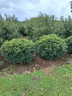 Prunus lusitanica Angustifolia bolvorm, Halfschaduw, Lente, Minder dan 100 cm, Ophalen