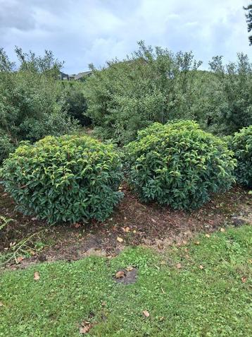 Prunus lusitanica Angustifolia bolvorm beschikbaar voor biedingen