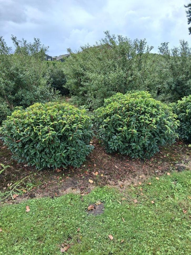 Prunus lusitanica Angustifolia bolvorm, Tuin en Terras, Planten | Bomen, Bolboom, Minder dan 100 cm, Halfschaduw, Lente, Ophalen