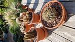 Cactussen ! Groot ., Ophalen of Verzenden, Halfschaduw, Minder dan 100 cm