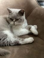 Britse korthaar Poes zeer lief., Dieren en Toebehoren, Katten en Kittens | Raskatten | Korthaar, Poes, Gechipt, 3 tot 5 jaar