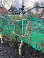 Pruimenboom te koop, Volle zon, Lente, 100 tot 250 cm, Overige soorten