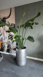 Supermooie strelitzia, Huis en Inrichting, Kamerplanten, Ophalen, Halfschaduw, 150 tot 200 cm