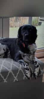 Prachtige Friese stabij pups groeien op in huis, Dieren en Toebehoren, Honden | Retrievers, Spaniëls en Waterhonden, Overige rassen