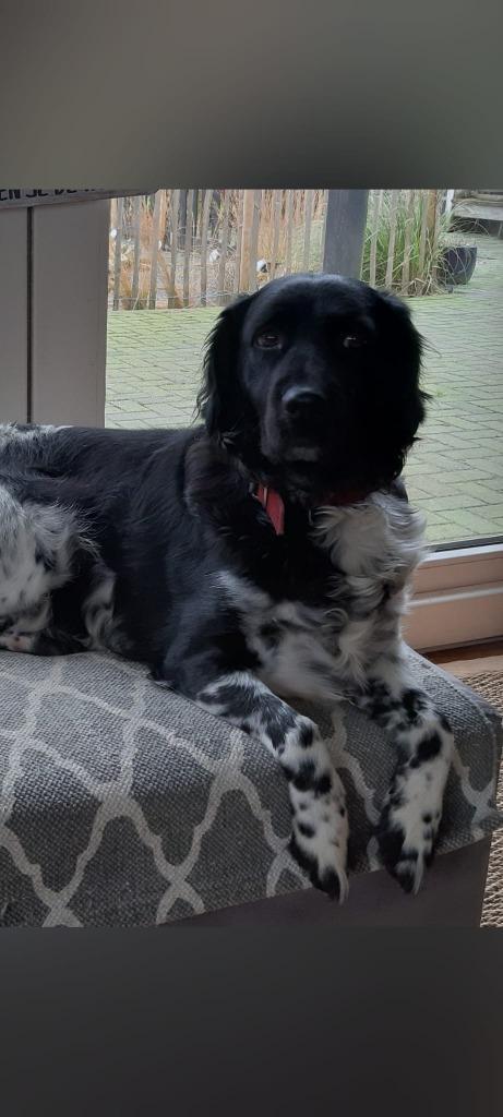 Prachtige Friese stabij pups groeien op in huis, Dieren en Toebehoren, Honden | Retrievers, Spaniëls en Waterhonden, Meerdere dieren