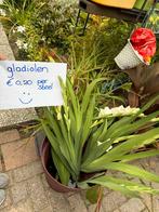 Gladiolen, verse snijbloemen, Ophalen, Voorjaar, Volle zon, Zaad