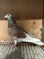 Mooie duivin Bullens, Vrouwelijk, Postduif
