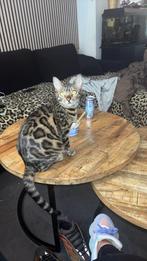 Raszuivere bengaal, Dieren en Toebehoren, Katten en Kittens | Overige Katten, Poes