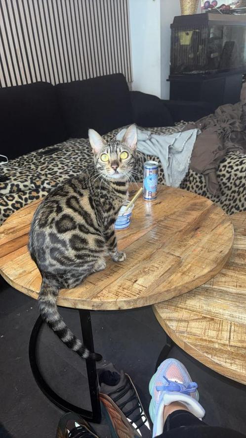 Raszuivere bengaal, Dieren en Toebehoren, Katten en Kittens | Overige Katten, Poes