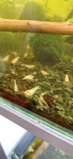 White Pearl Neocaridina Garnalen, Kreeft, Krab of Garnaal, Zoetwatervis, Schoolvis