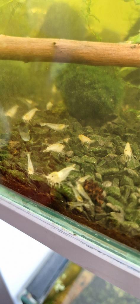 White Pearl Neocaridina Garnalen, Dieren en Toebehoren, Vissen | Aquariumvissen, Zoetwatervis, Kreeft, Krab of Garnaal, Schoolvis