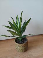 Mooie plant met pot, Huis en Inrichting, Kamerplanten, Ophalen of Verzenden, Halfschaduw, Minder dan 100 cm