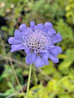 Scabiosa columbaria, Tuin en Terras, Ophalen, Volle zon, Groenteplanten, Eenjarig