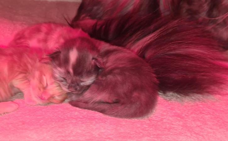 Laatste Main coon kitten 💕, Dieren en Toebehoren, Katten en Kittens | Raskatten | Langhaar, Geslacht onbekend, 0 tot 2 jaar, Gechipt