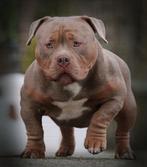 Tricolor Extreme Pocket reu *ABKC, Dieren en Toebehoren, Parvo, 15 weken tot 1 jaar, Eén hond, Nederland