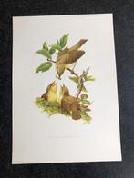 10 prenten zangvogels 19x27 cm samen 18 euro oa  tapuit, Ophalen of Verzenden, Natuur en Biologie