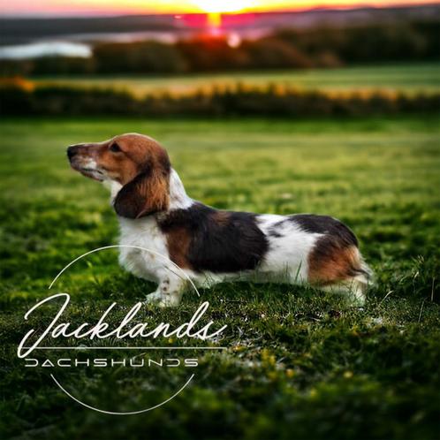 Ter dekking klein Piebald teckel reutje crème drager, Dieren en Toebehoren, Honden | Dekreuen, Reu, Particulier, Eén hond, Nederland