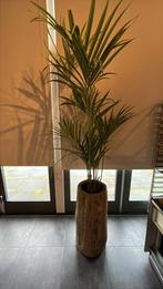 Mooie Kunst Areca Palm in Pot, Ophalen, In pot, Halfschaduw