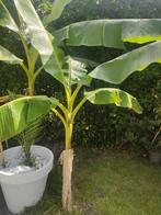 Super mooie Red Tiger banaan boom, Ophalen of Verzenden, Zomer, Overige soorten, Volle zon
