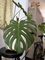 Monstrera zoekt een nieuw thuis, Huis en Inrichting, Ophalen, Zo goed als nieuw