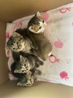 Britse korthaar x kittens, Kater, Ontwormd, 0 tot 2 jaar