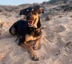 NIEUW HUISJE GEZOCHT Luna, Dieren en Toebehoren, Overige rassen, 1 tot 2 jaar, Teef, Parvo