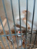 2 koppel bonte zebravinken, Dieren en Toebehoren, Meerdere dieren, Tropenvogel