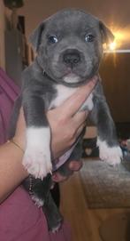 Engelse Staffordshire Bull Terrier Pups Blue&Black, Rabiës (hondsdolheid), Overige rassen, 8 tot 15 weken, Meerdere