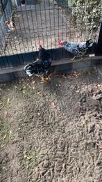 Te koop koppel Pita pinta spaans kippenras, Dieren en Toebehoren, Pluimvee, Meerdere dieren, Kip