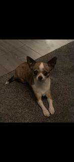 Mijn liefste krijgt puppies, Dieren en Toebehoren, Honden | Chihuahua's en Gezelschapshonden, Rabiës (hondsdolheid), 8 tot 15 weken