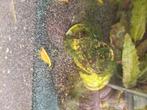 Gele garnalen, Dieren en Toebehoren, Vissen | Aquariumvissen, Kreeft, Krab of Garnaal, Zoetwatervis, Schoolvis