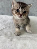 Schattige Britse Korthaar kittens, Dieren en Toebehoren, Katten en Kittens | Raskatten | Korthaar, Meerdere dieren, Met stamboom