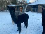 Zeer mooie zwarte jonge alpaca merrie. AAB geregistreerd, Dieren en Toebehoren, Juni, Vrouwelijk