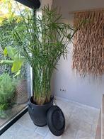 Parapluplant 175 hoog, Huis en Inrichting, Kamerplanten, Ophalen, Overige soorten, 150 tot 200 cm