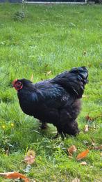 Brahma haan en hen, Dieren en Toebehoren, Pluimvee, Meerdere dieren, Kip