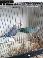 Mooi koppel halsbanden, Dieren en Toebehoren, Vogels | Parkieten en Papegaaien, Meerdere dieren, Parkiet