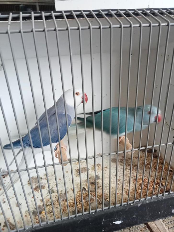 Mooi koppel halsbanden, Dieren en Toebehoren, Vogels | Parkieten en Papegaaien, Parkiet, Meerdere dieren