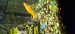 Molly's over te nemen!, Dieren en Toebehoren, Vissen | Aquariumvissen, Vis