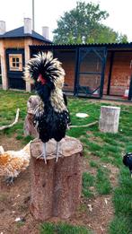 Kuifhoen haan, Dieren en Toebehoren