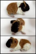 Us teddy zeugje choco-buff-wit, Dieren en Toebehoren, Cavia, Vrouwelijk, Tam, Oktober