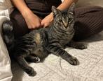 Gratis poesje, Dieren en Toebehoren, Poes, Ontwormd, 0 tot 2 jaar
