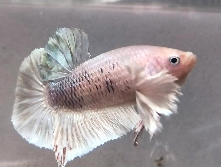 Dumbo ear betta man S+++, Dieren en Toebehoren, Vissen | Aquariumvissen, Vis