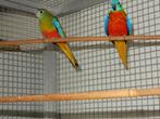 turyuosine  parkieten, Dieren en Toebehoren, Vogels | Parkieten en Papegaaien, Meerdere dieren, Parkiet, Geringd