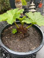 Gunnera Manicata (Mamoet), Tuin en Terras, Planten | Tuinplanten, Volle zon, Vaste plant, Zomer, Ophalen